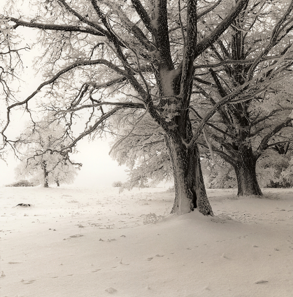 Trees In Snow 23