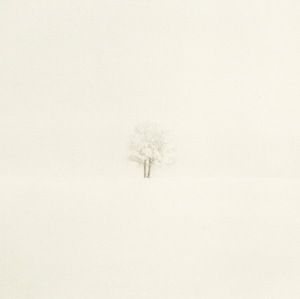 Trees In Snow 40