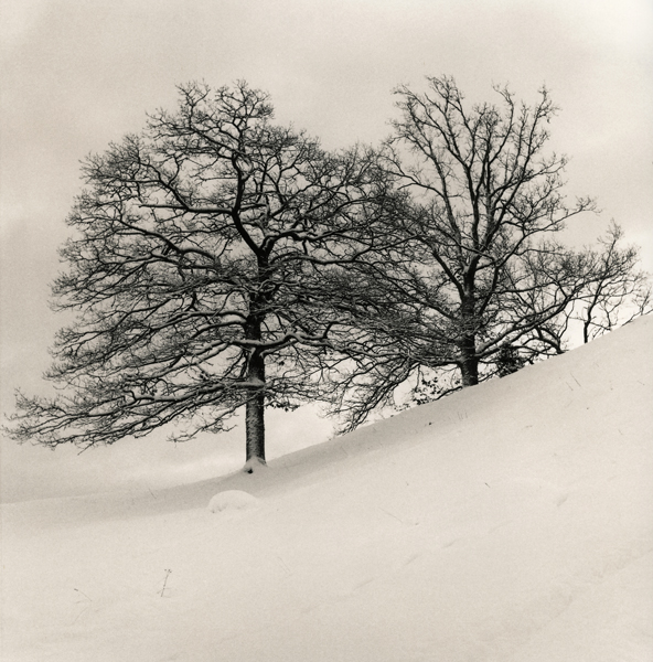 Trees In Snow I