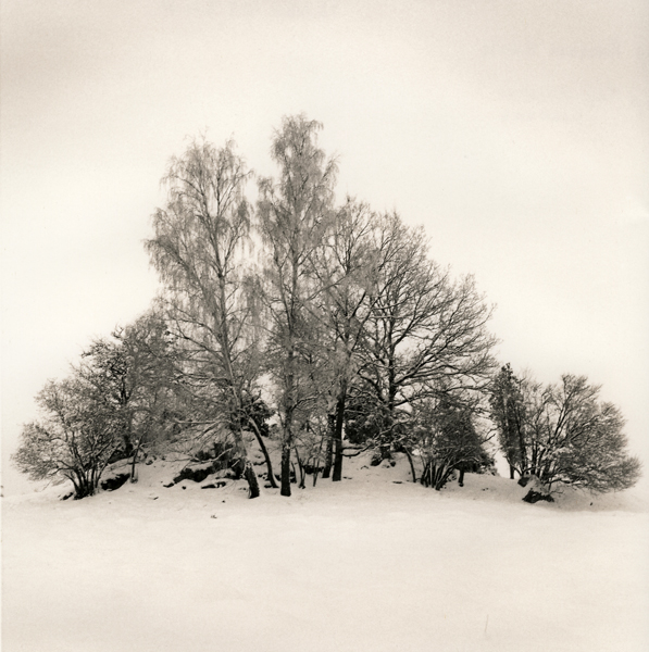 Trees In Snow Ii