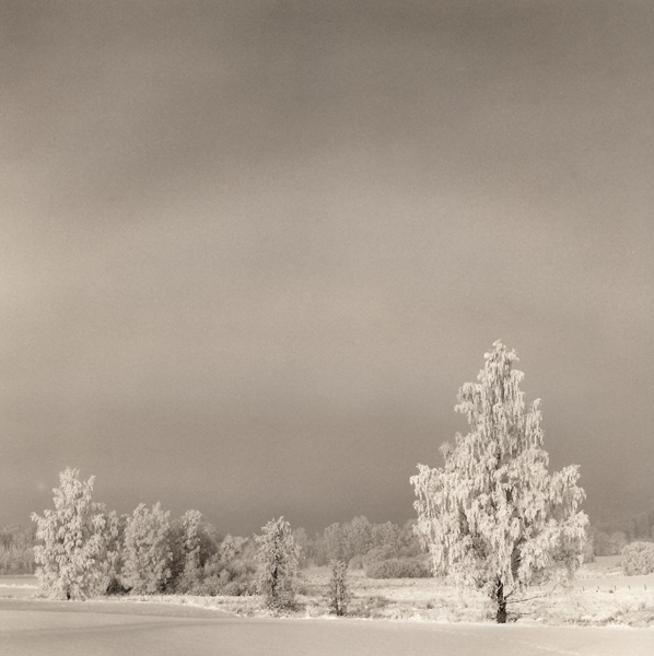 Trees In Snow Xiii