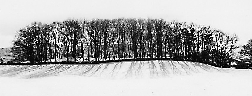 Trees in Snow