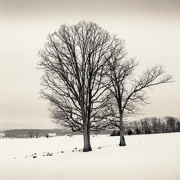 Trees in Snow