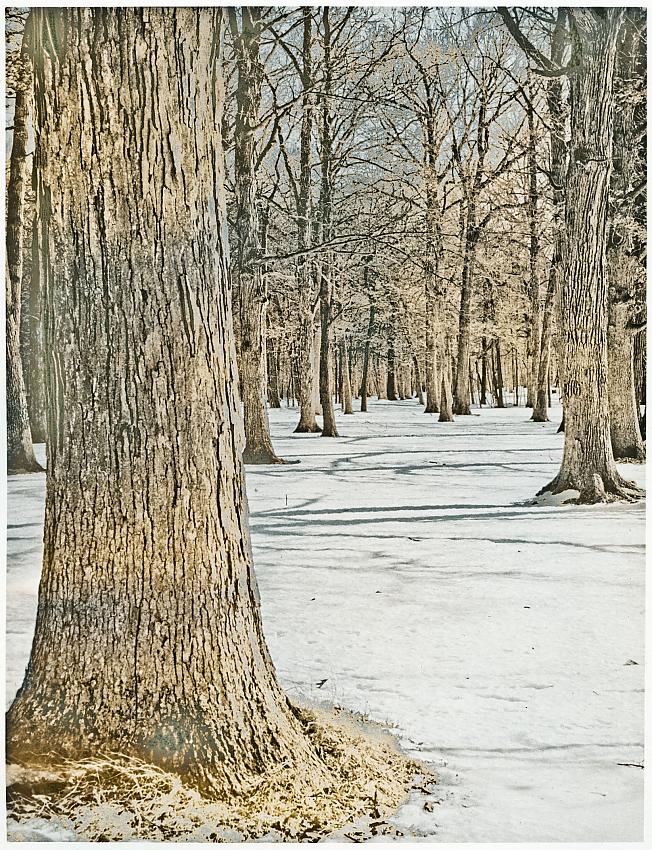 Trees in snow