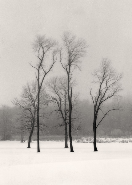 Trees in snow