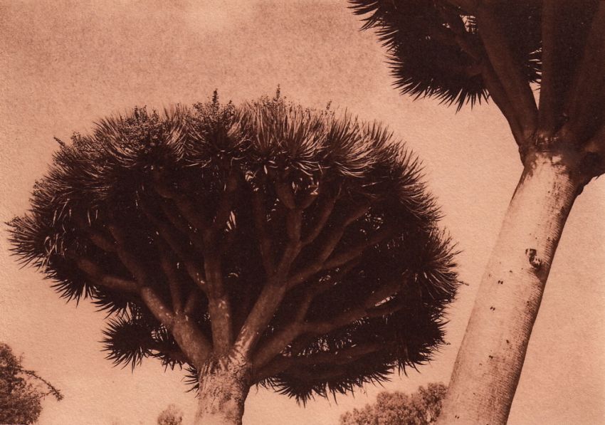 Trees in suclulant gardens