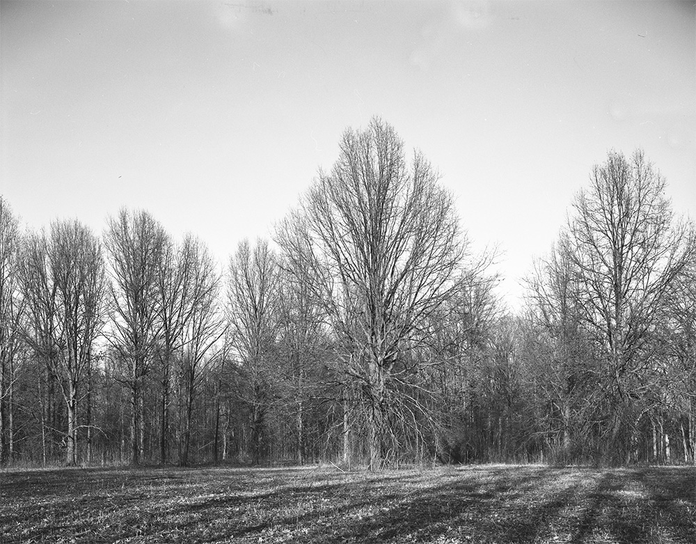 Trees In The Field