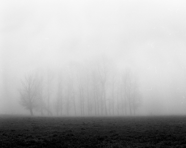 trees in the fog