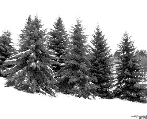 Trees In Winter