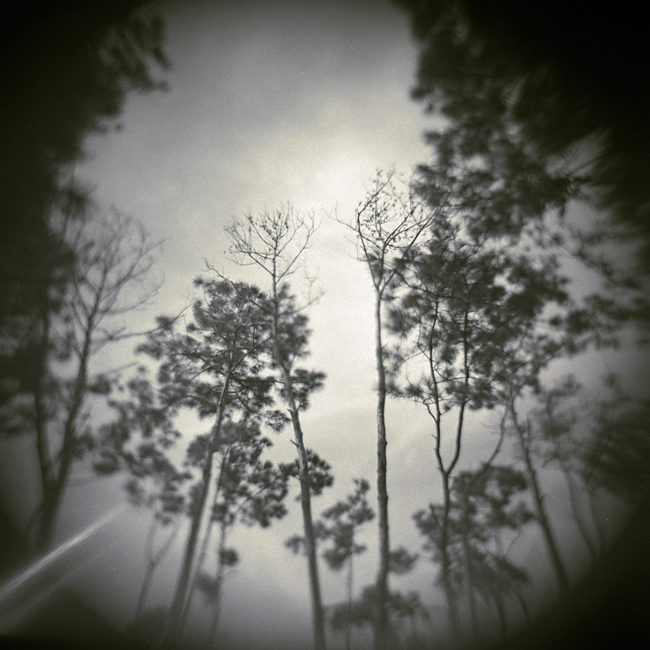 Trees Lacombe Louisiana