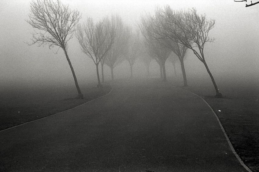 Trees leaning
