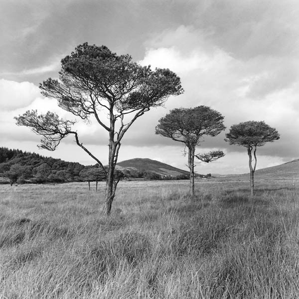 Trees Mourne Mountains
