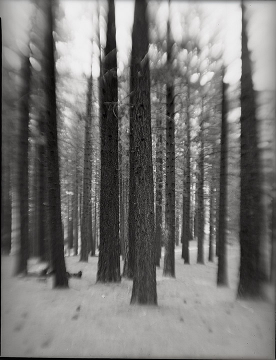 Trees Near Hot Springs, Markleeville, Ca.