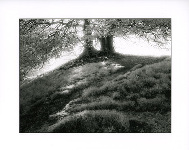 Trees on the Hill