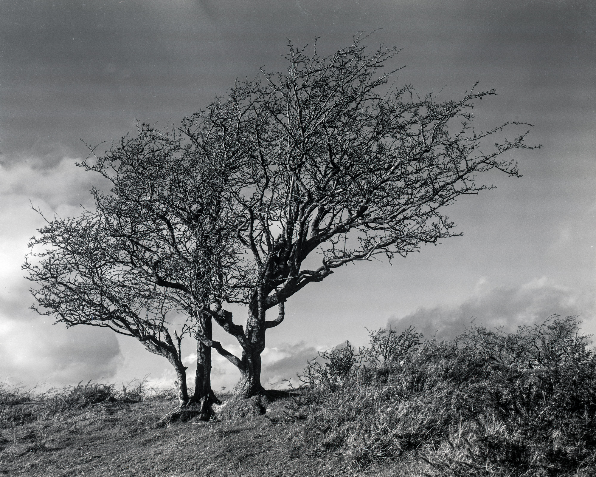 Trees - Pilsdon Pen