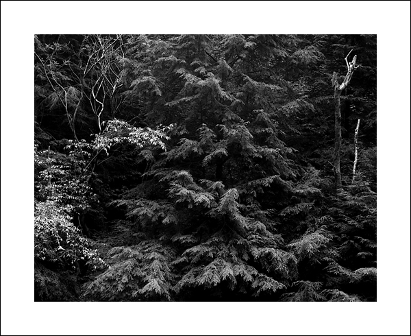 Trees, Slippery Rock Gorge
