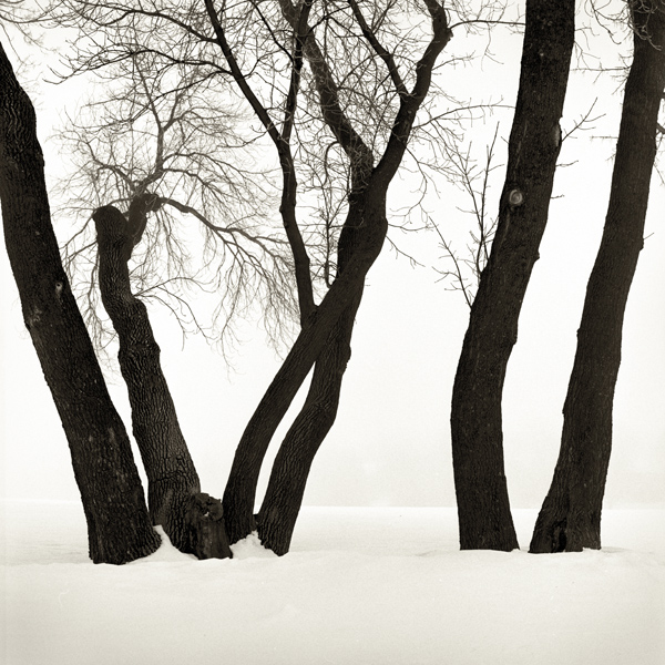 Trees Snow Fog