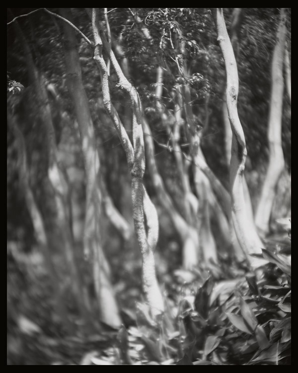 trees, whittier