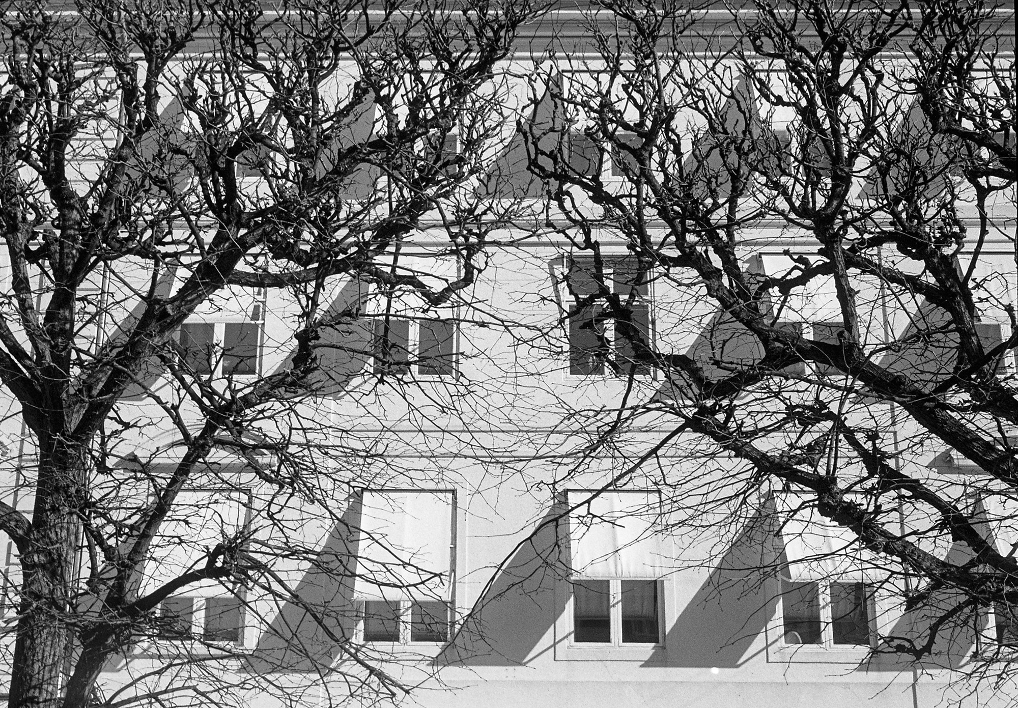 Trees, Windows, Shadows