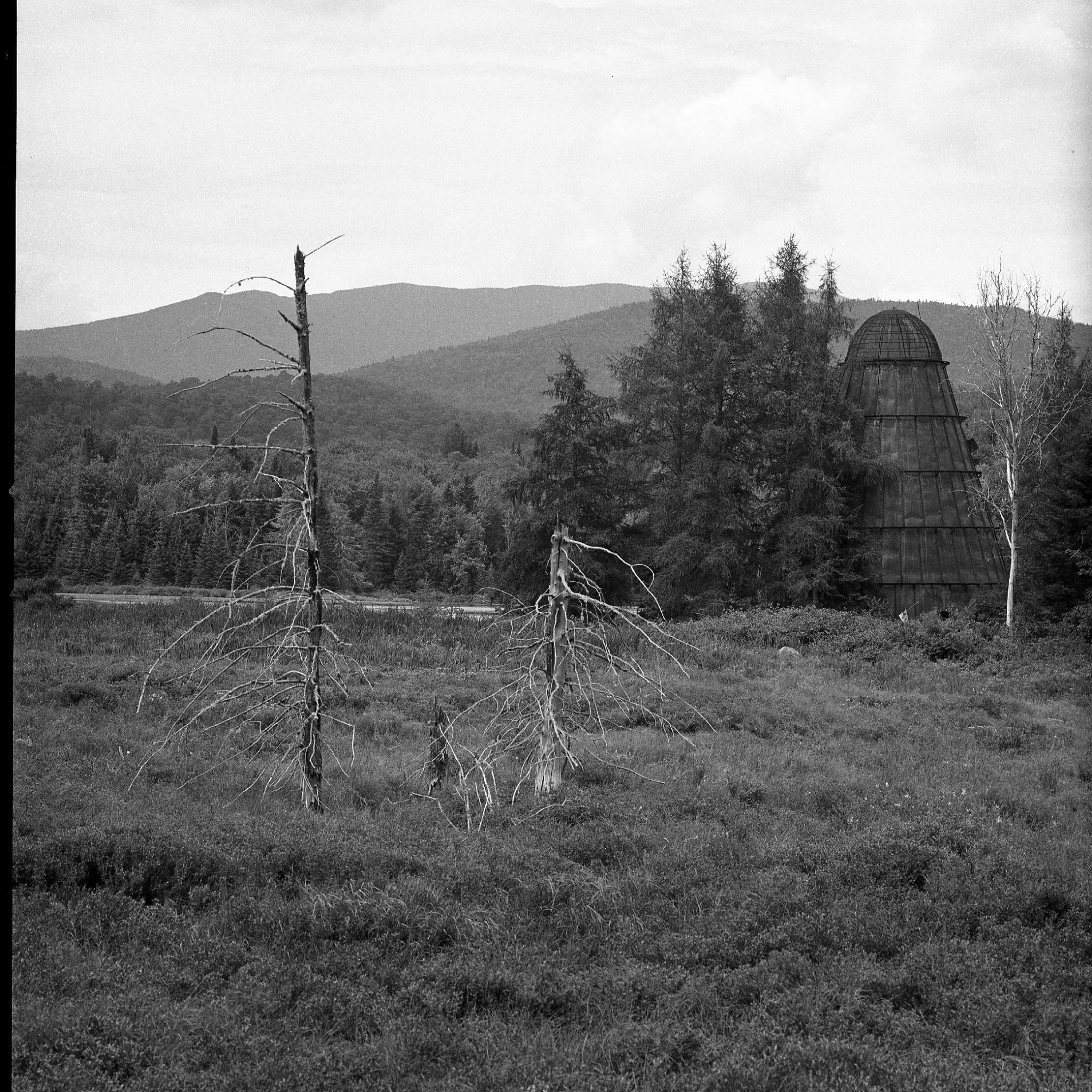 Trees With Dalek