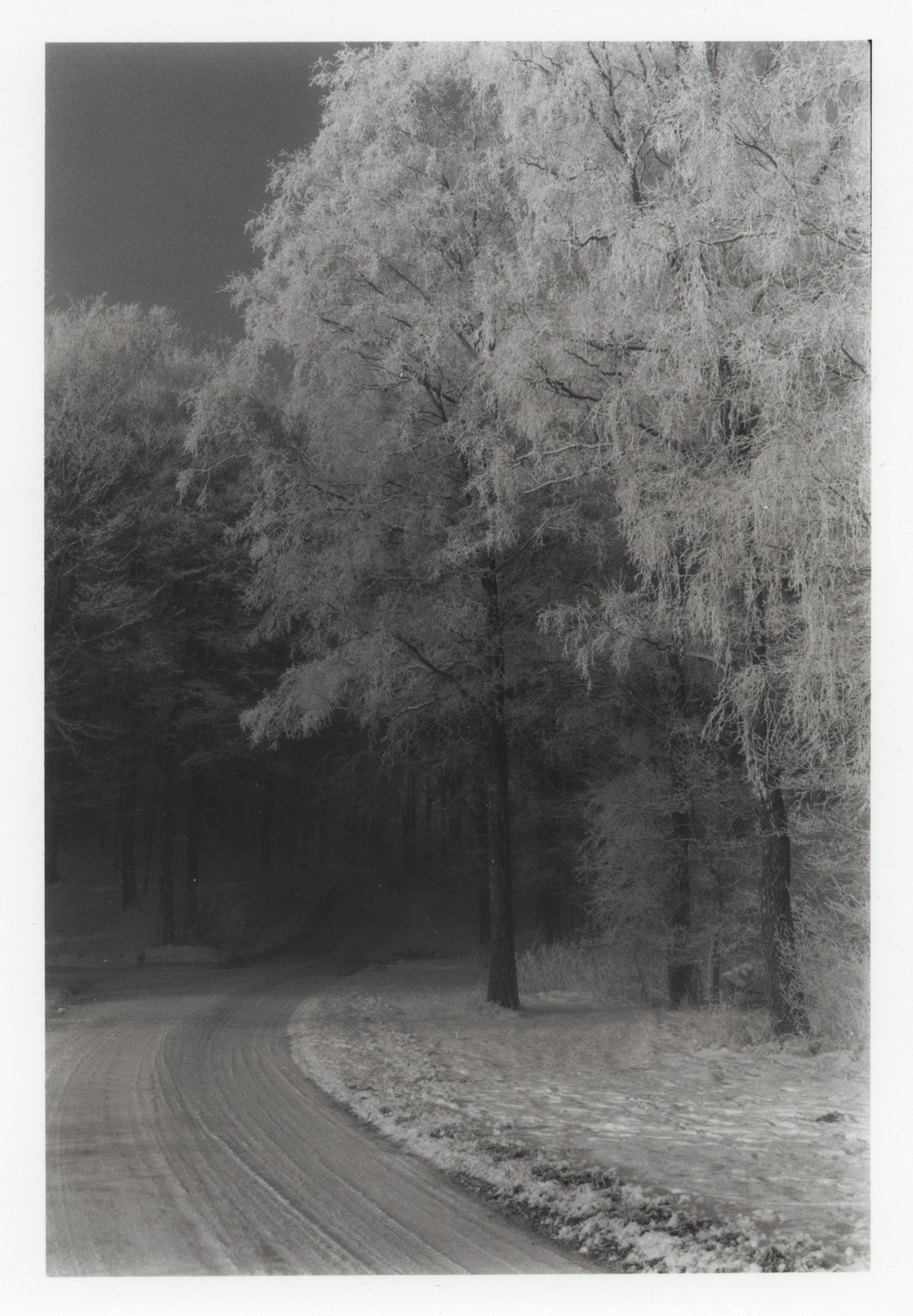 Trees with rime #1