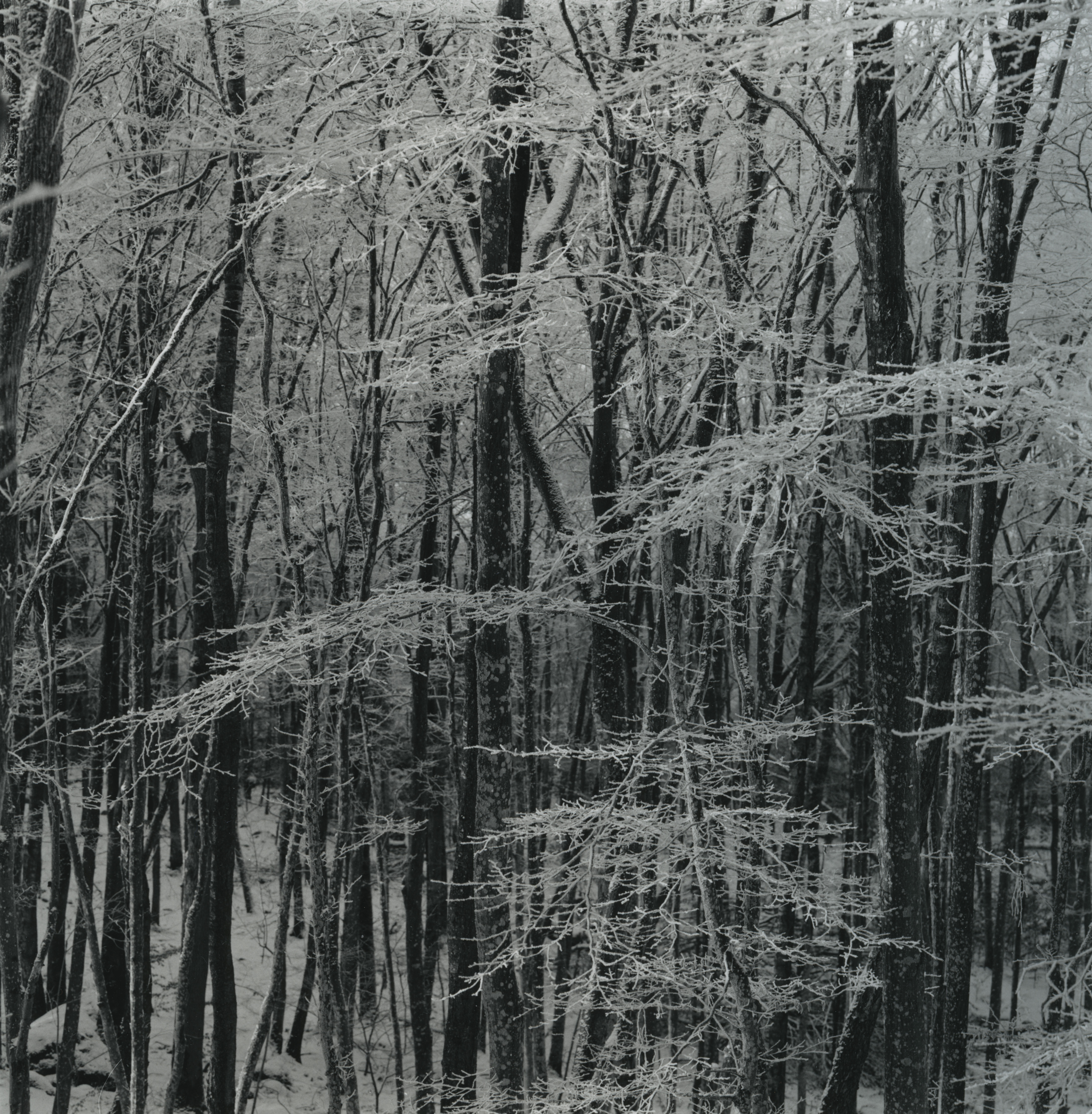 Trees with rime #2