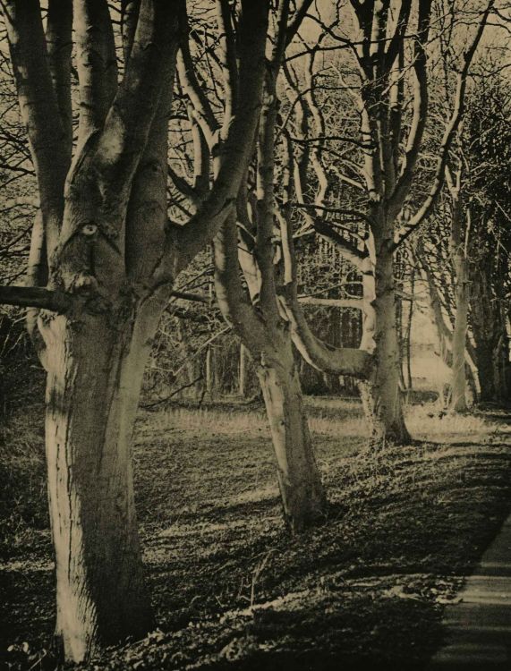 trees