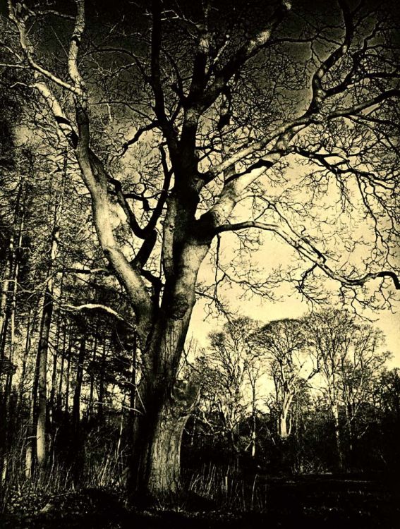 trees