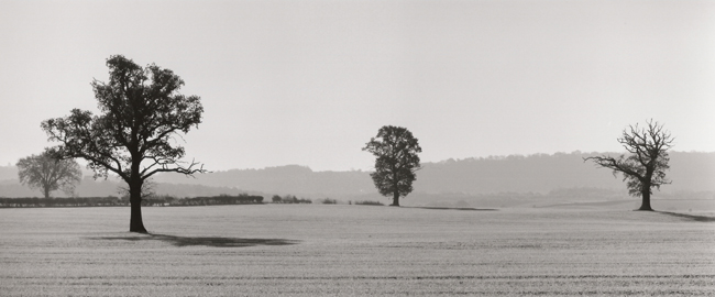 Trees