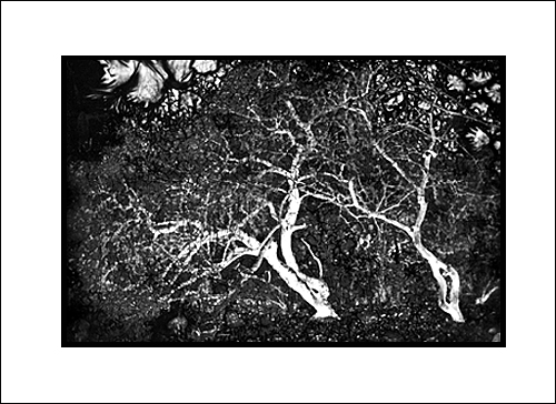Trees