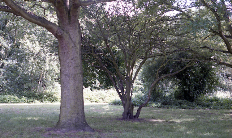 Trees