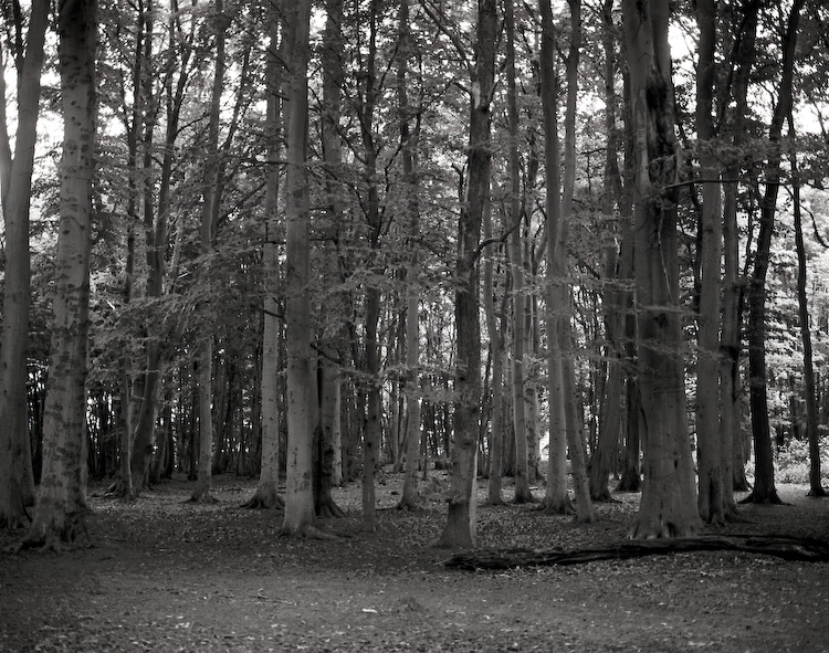 Trees