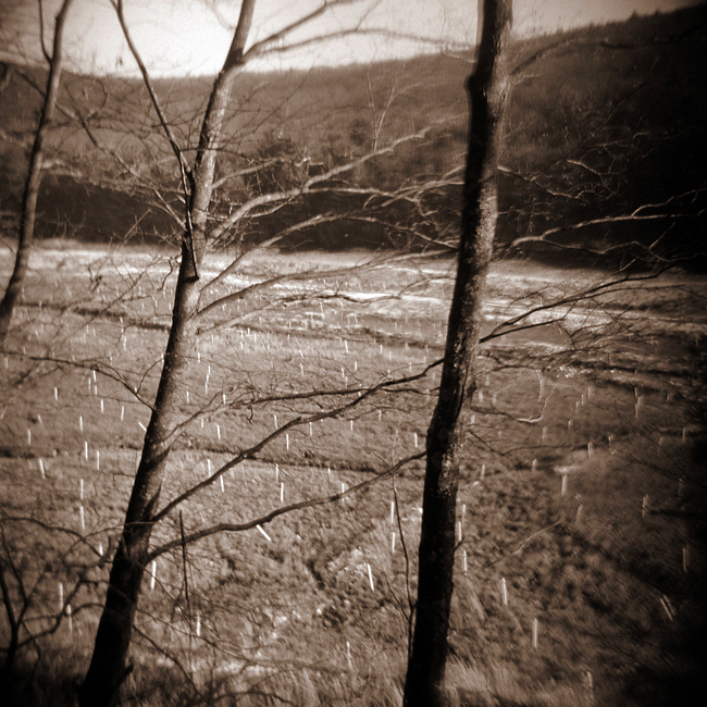 Trees