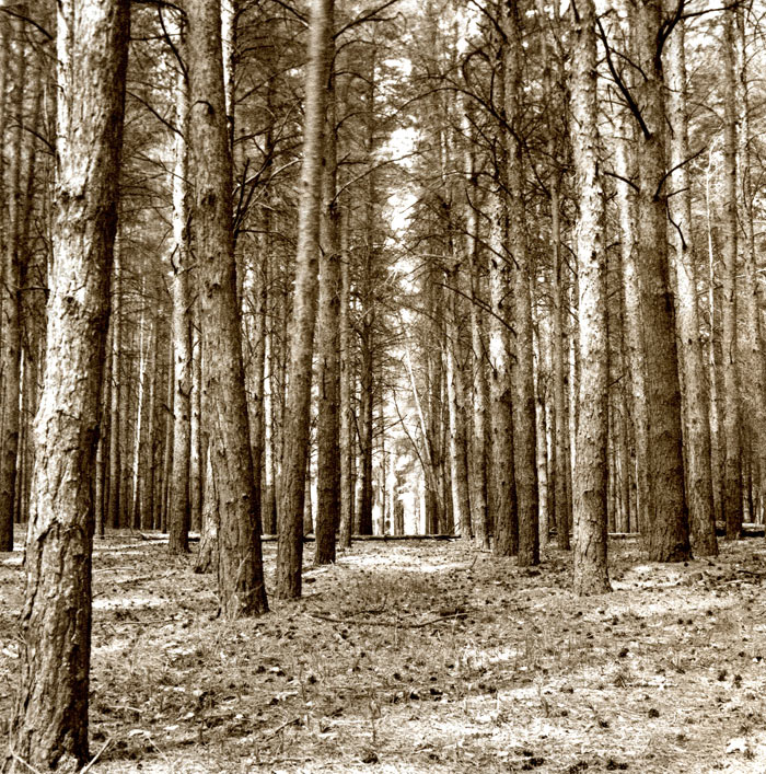 Trees