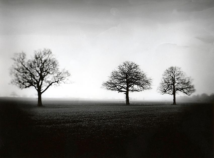 Trees