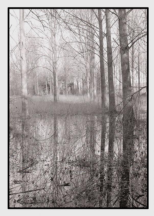 Trees
