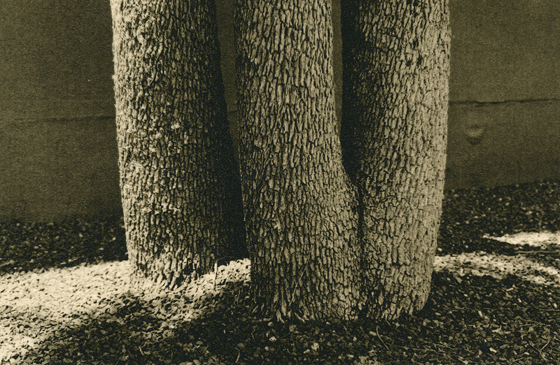 Trees