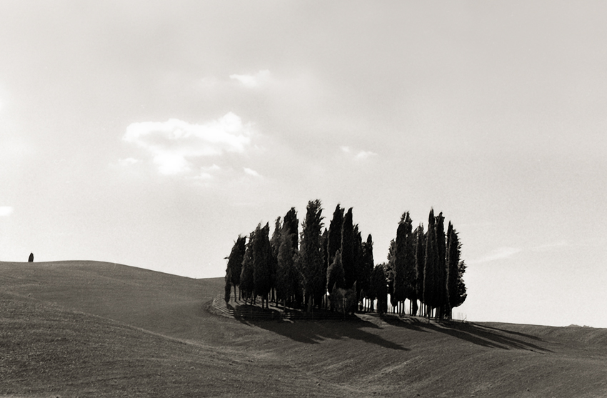Trees