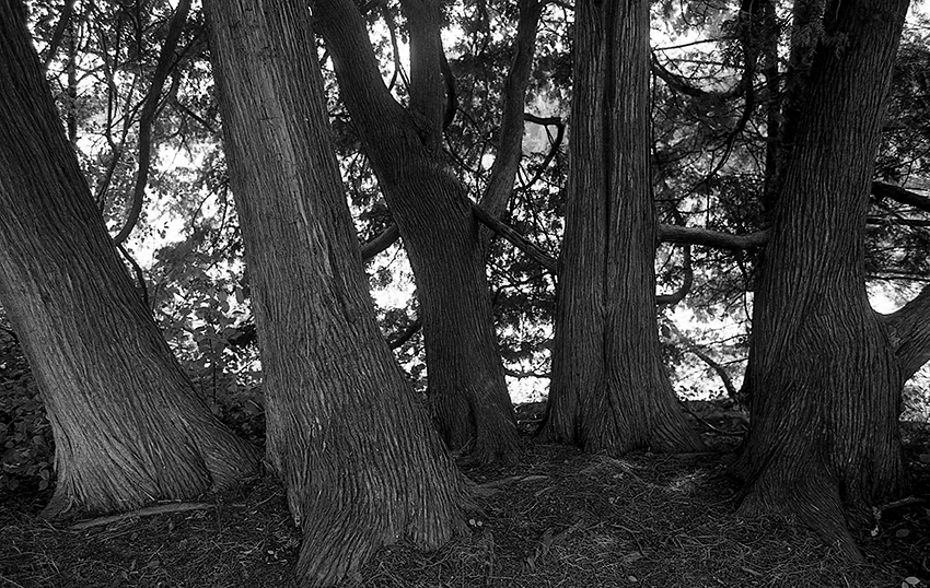 Trees
