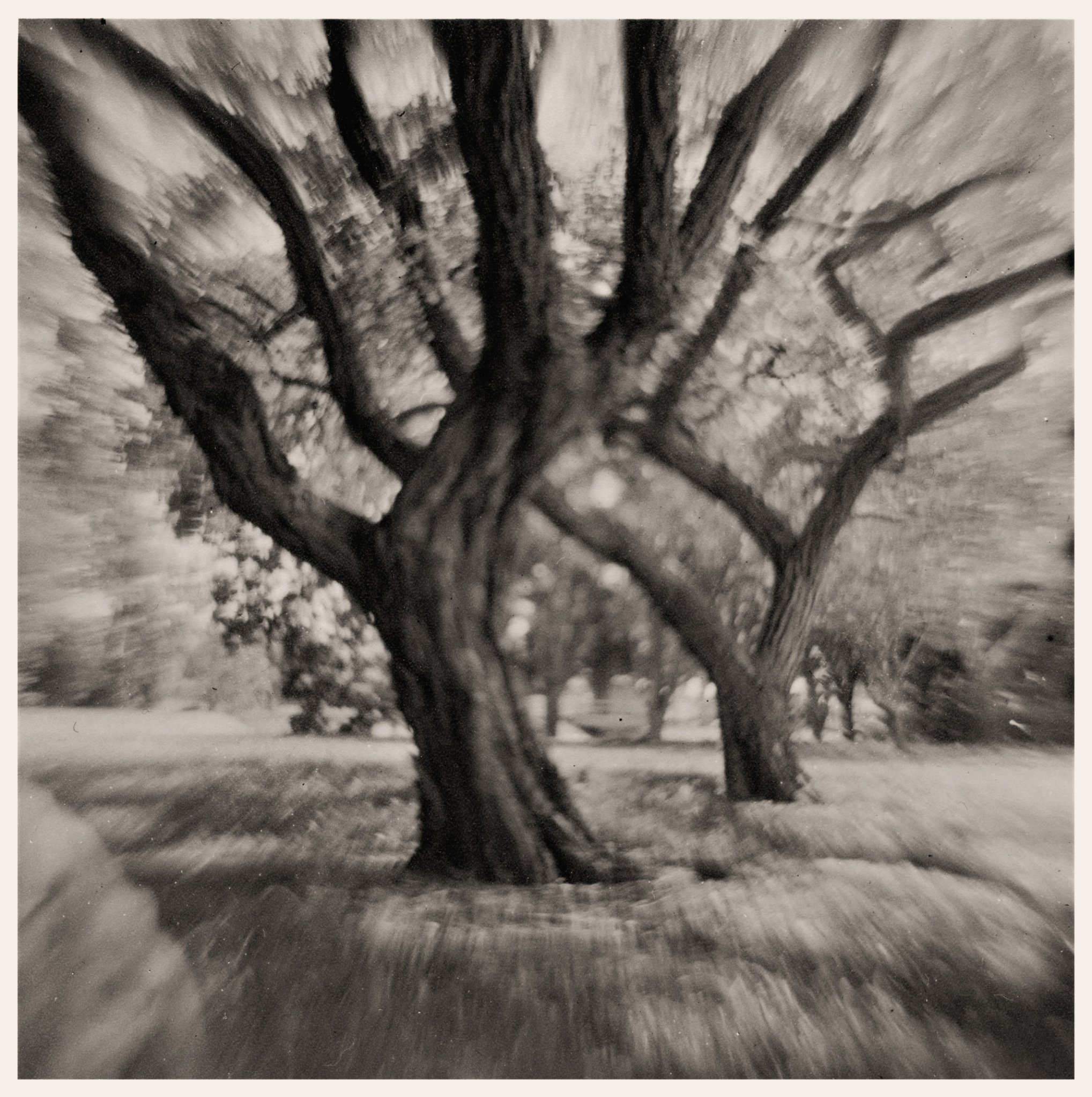 Trees