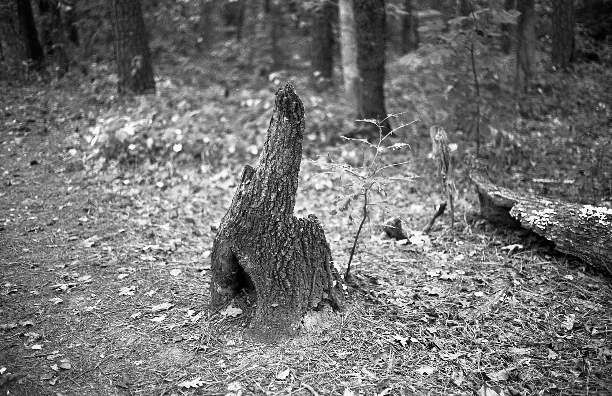 Trees_1