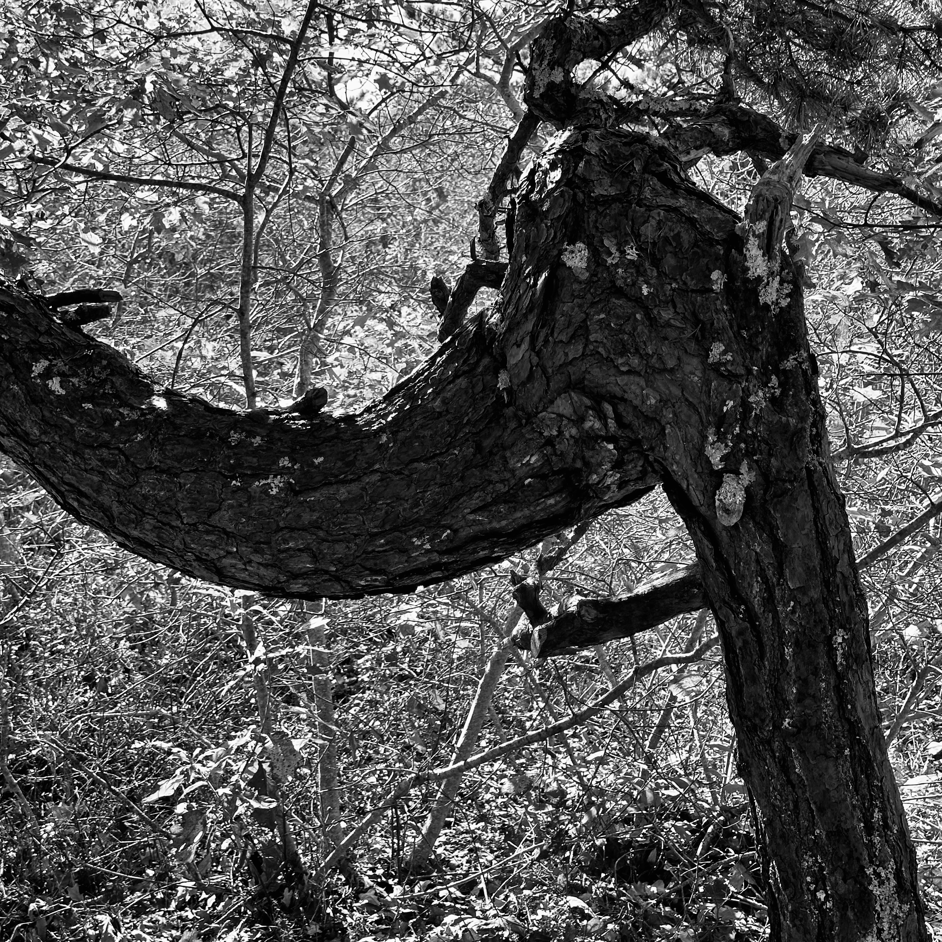 Treescape