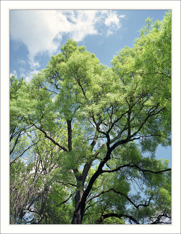 treetop