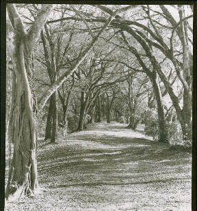 Treetops Park