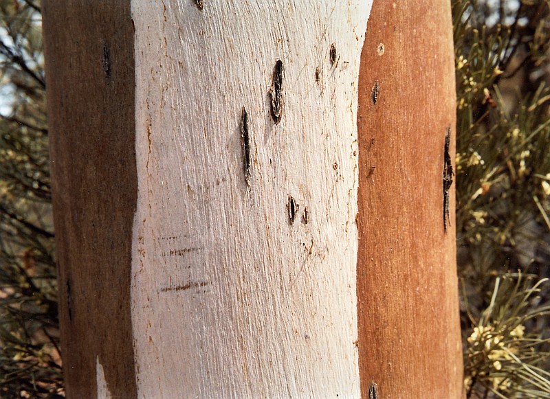 Tricolour Eucalypt