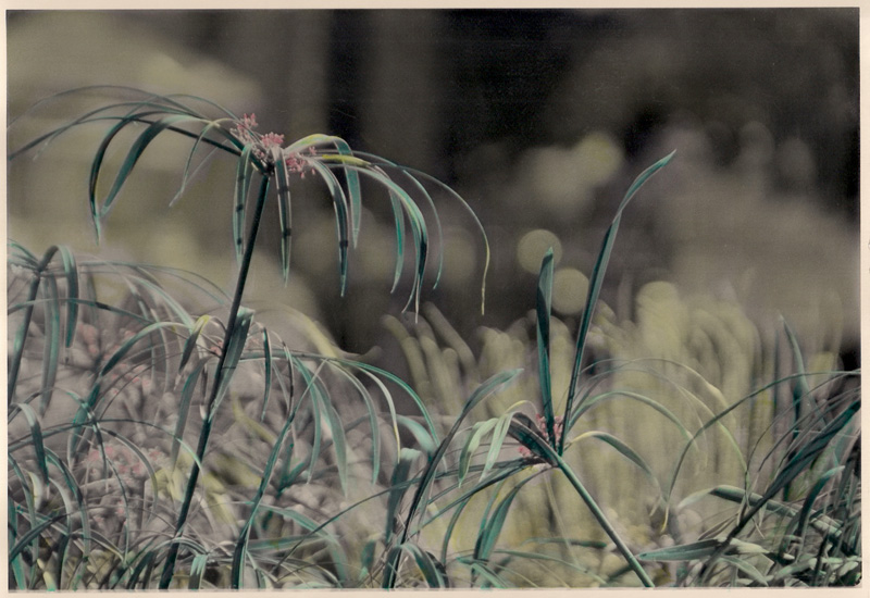 Tropical flowers - Hand Coloured