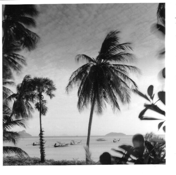 Tropical Paradise