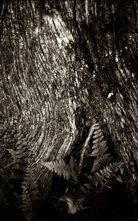 Trunk and Fern