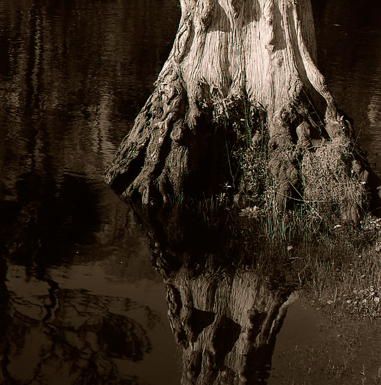 Trunk