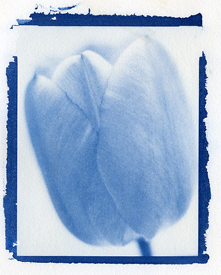 Tulip #1 - Cyanotype Blue